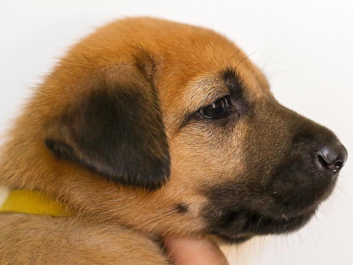 chinook puppy